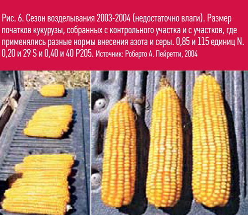 Рис.6. Размер початков кукурузы, собранных с участков с разной нормой внесения азота и серы