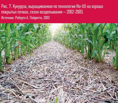 Рис.7 Кукуруза, выращиваемая по технологии No-till