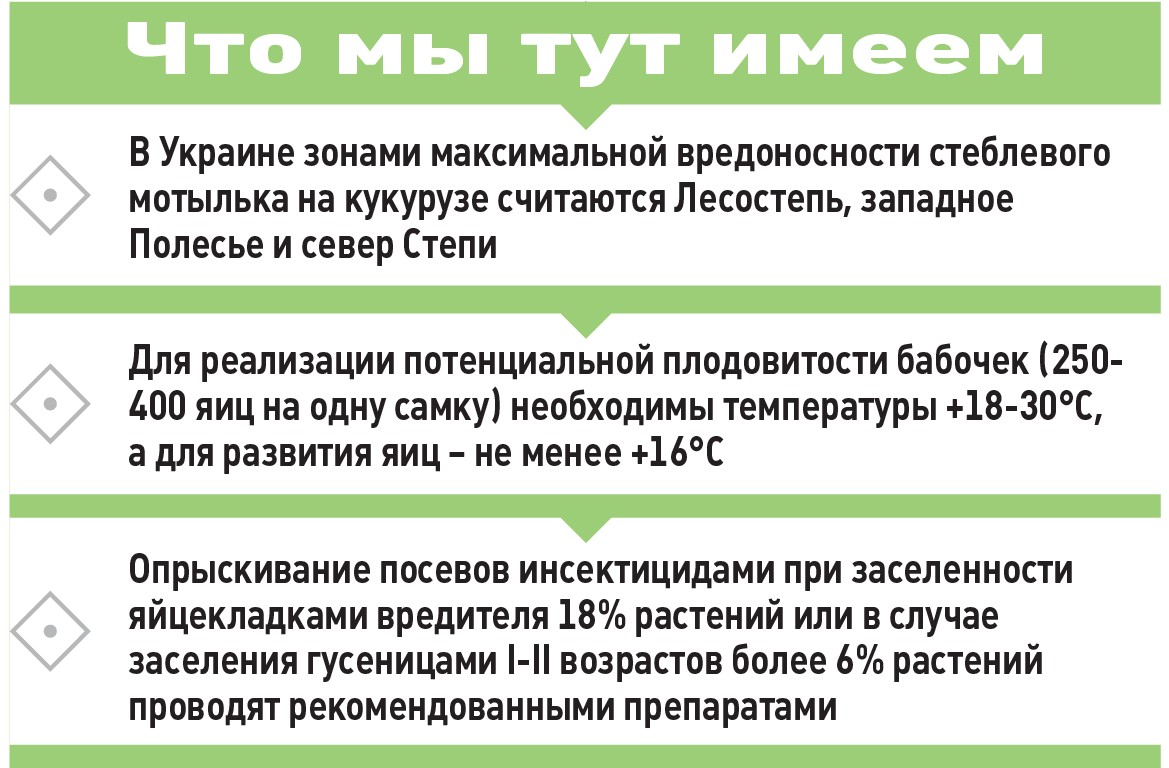 Схема. Повсеместная напасть. Угроза от стеблевого мотылька летом и меры защиты