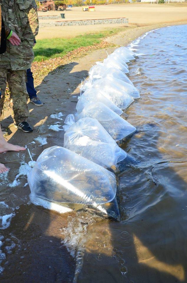 Фото 2. В Украине проводятся акции по зарыблению водоемов