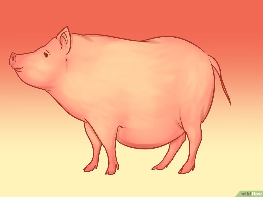 Фото 5. WikiHow: Как откормить свинью (ГРАФИКА)
