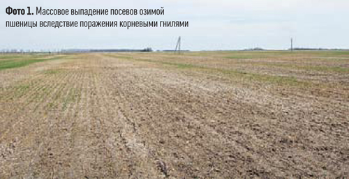 Фото 1. Массовое віпадение посевов озимой пшениці вследствие поражения корневыми гнилями