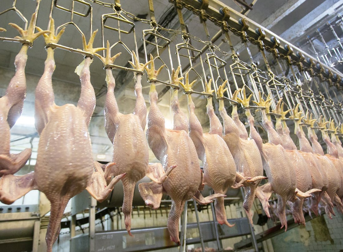 Украина удерживает позицию мощного экспортера мяса птицы