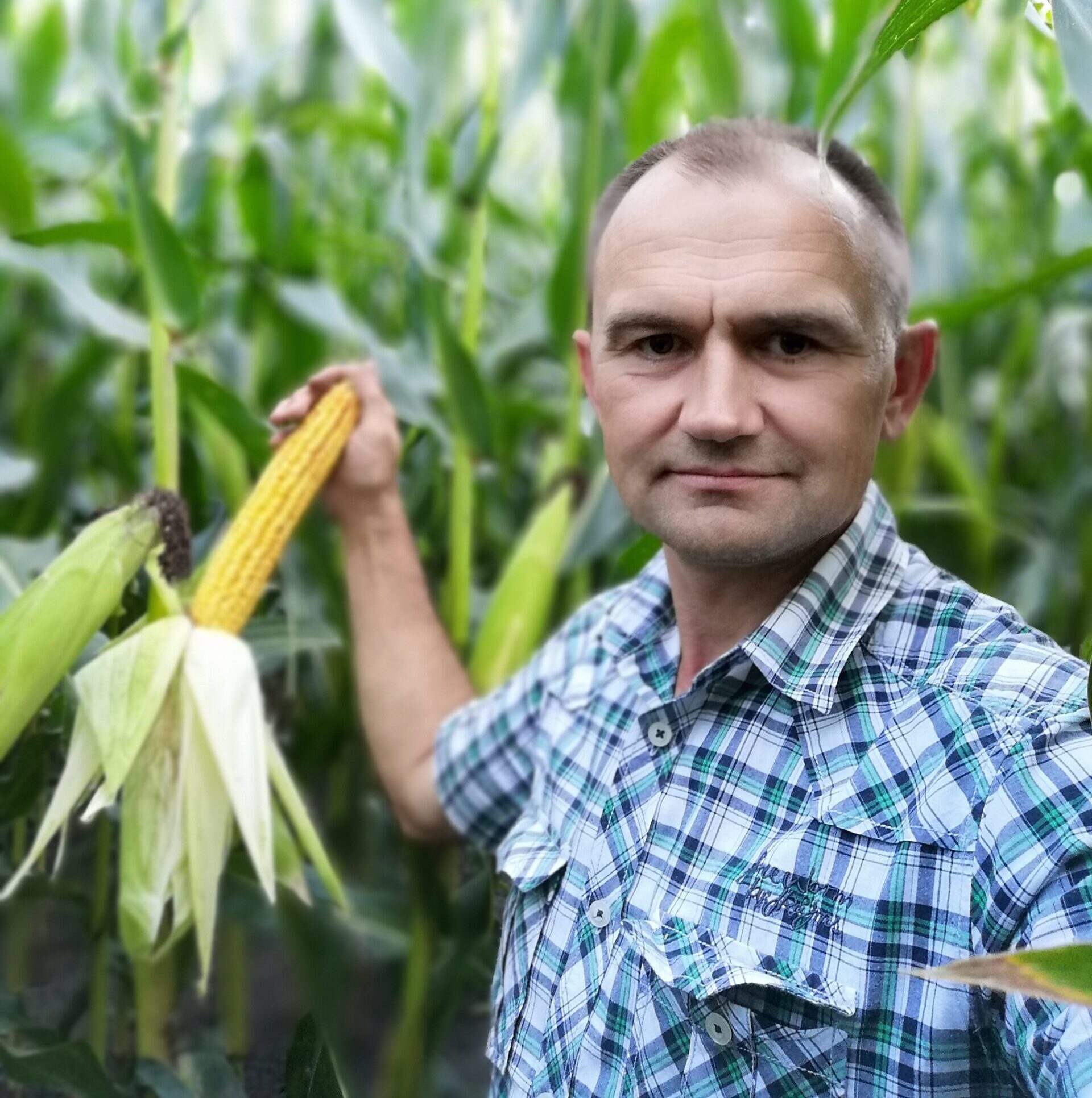 Фітогормони в житті рослин. Або Фітогормони – помічники рослин.