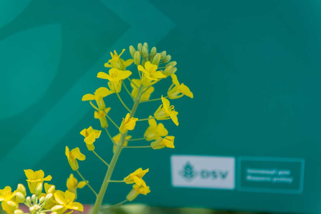 В сезоні 2022 компанія ДСВ представить українському ринку 8 нових продуктів