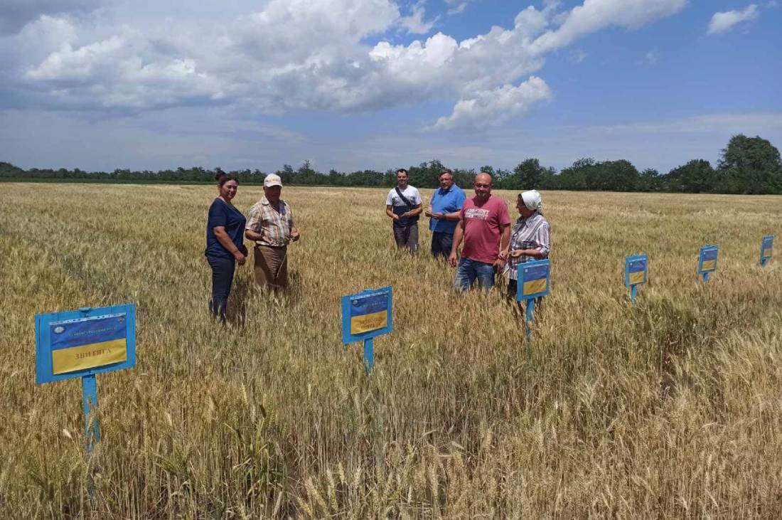 Як жнивують у Бесарабії