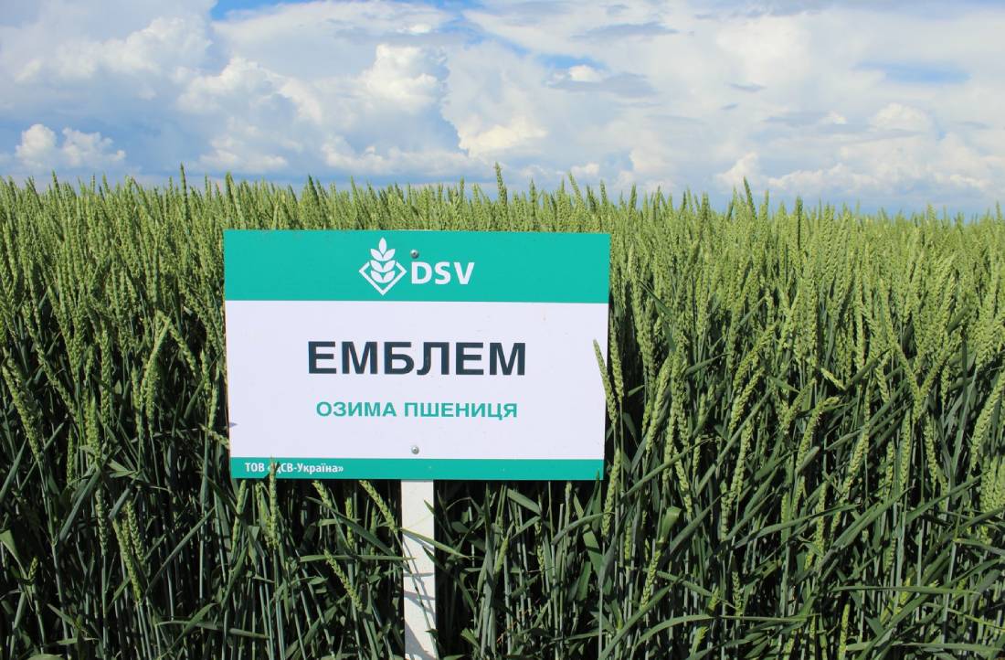Компанія ДСВ представила українському ринку новий сорт озимої пшениці – ЕМБЛЕМ