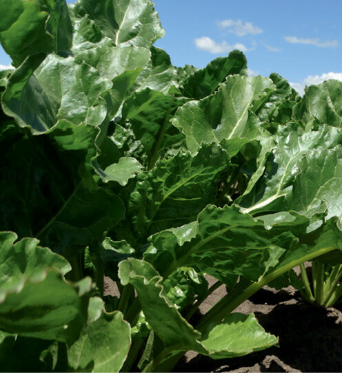 Чи можна втекти в цукрові буряки?