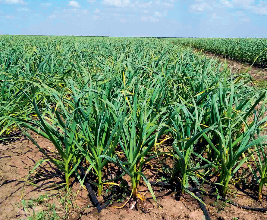 Найдорожче у вирощуванні часнику – два рухи секатором