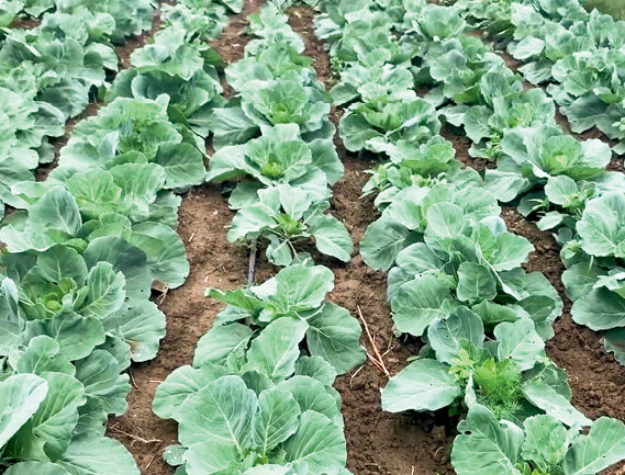 Як погасити овочевий путч?