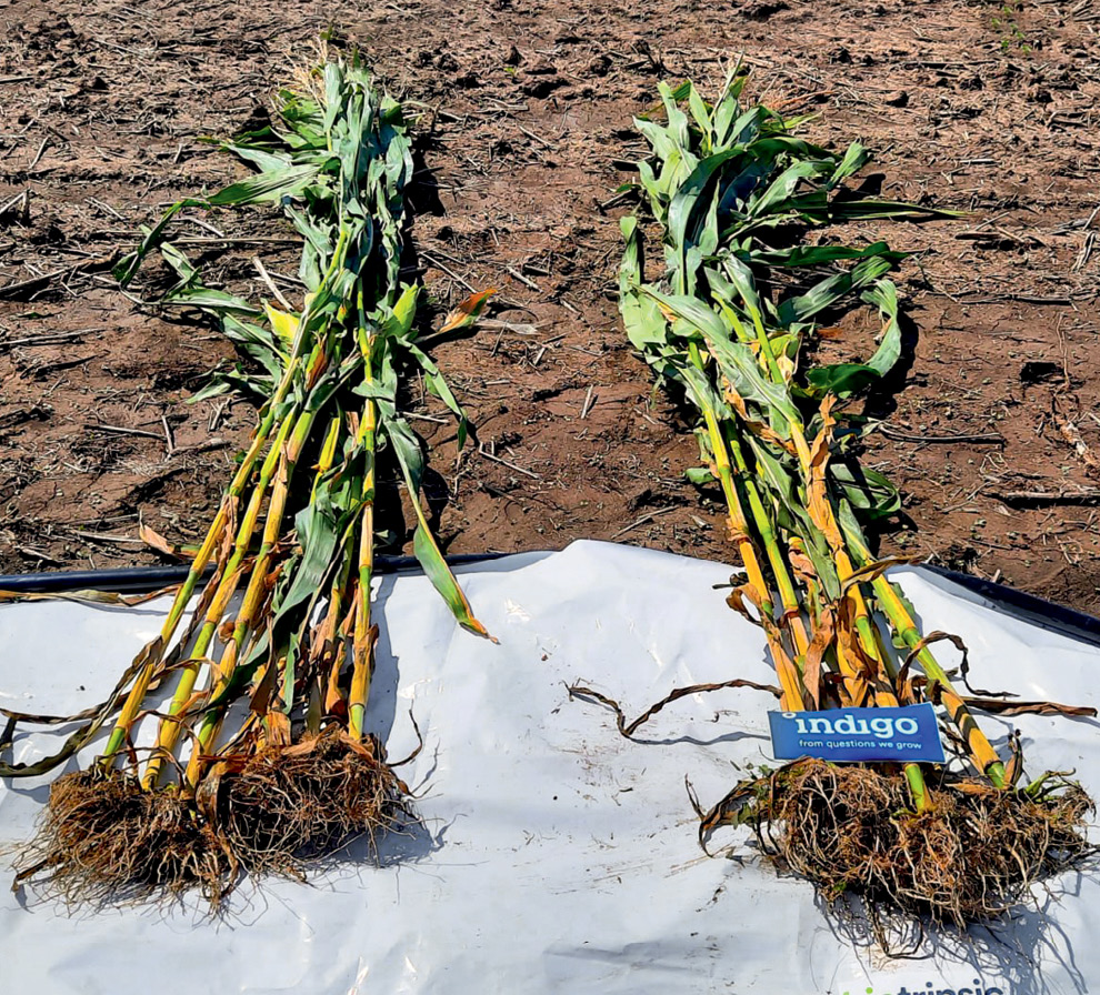 Інноваційні інокулянти-стимулятори