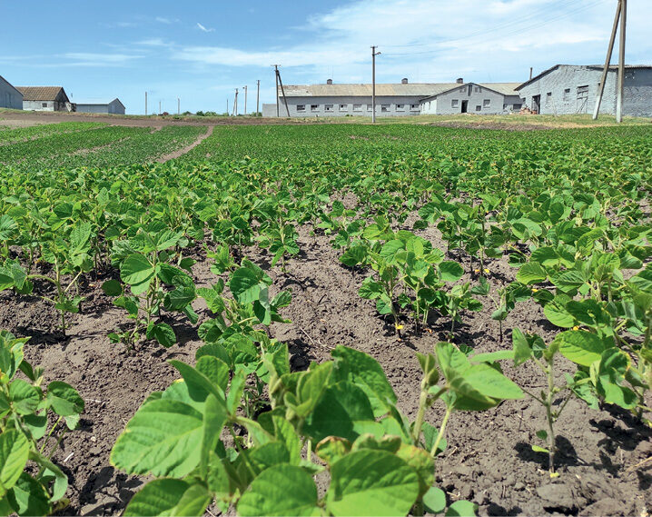 EUDR та українська соя — рубати може стати дуже невигідно