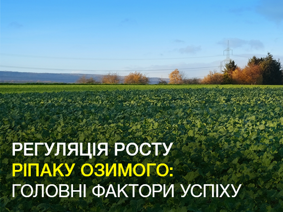 Регуляція росту ріпаку озимого в осінній період: головні фактори успіху