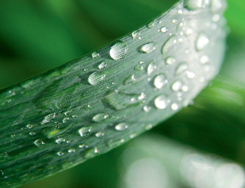 Ад’юванти й стратегія зменшення використання гербіцидів