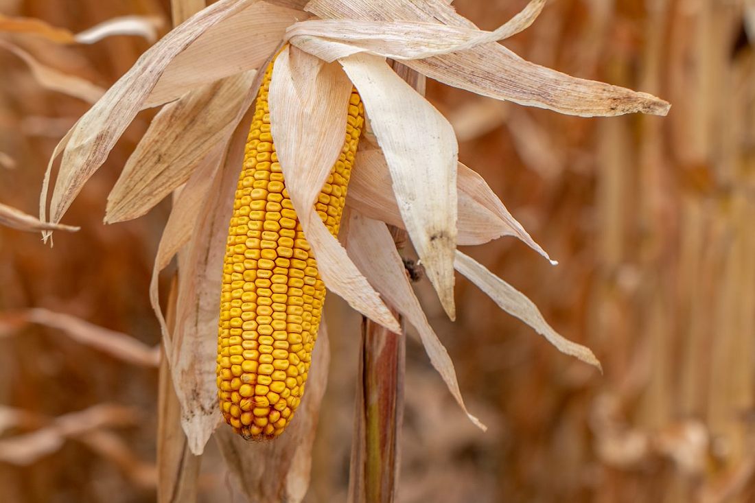 Corteva Agriscience оновлює портфель гібридів кукурудзи та соняшнику
