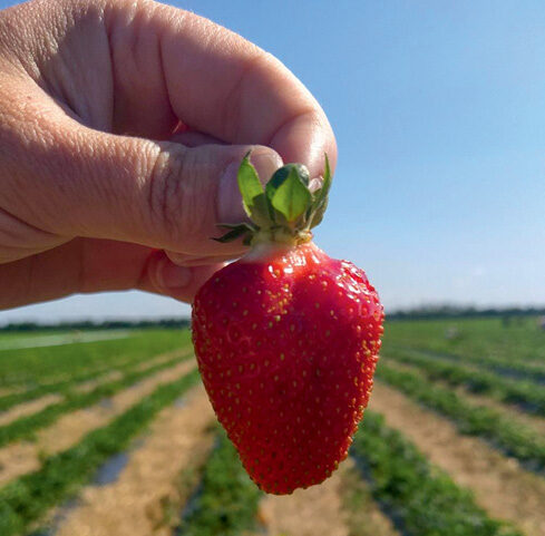 Ягідний сезон: коли нетипове стає типовим