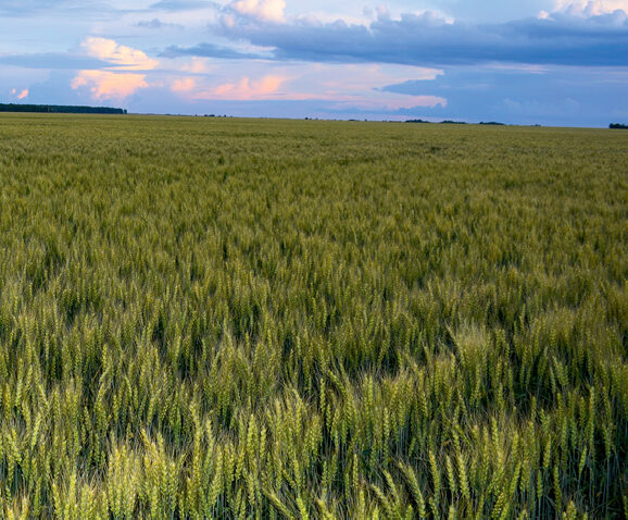 Вологи недостатньо вже й на заході