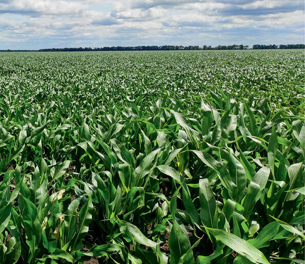 В компанії добрих людей