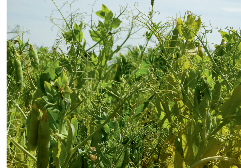 В компанії добрих людей