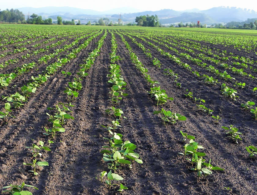 Гербіцид Баундарі® — безпечний старт для сої!