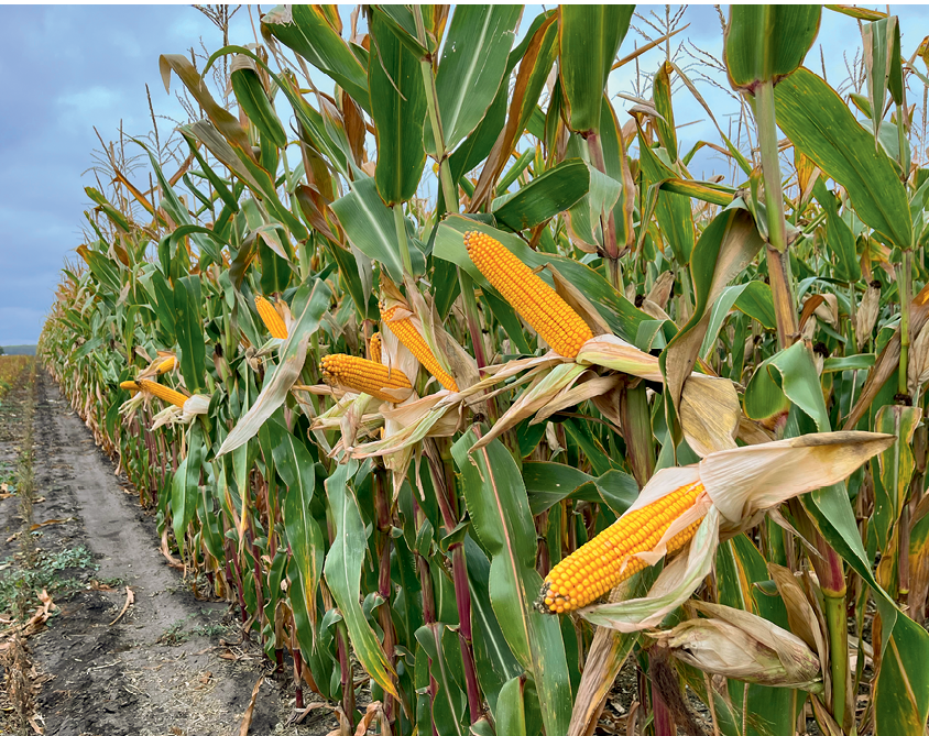 В компанії добрих людей