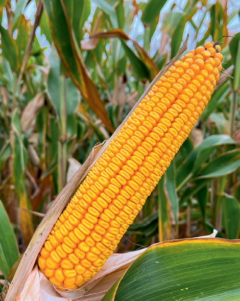 В компанії добрих людей