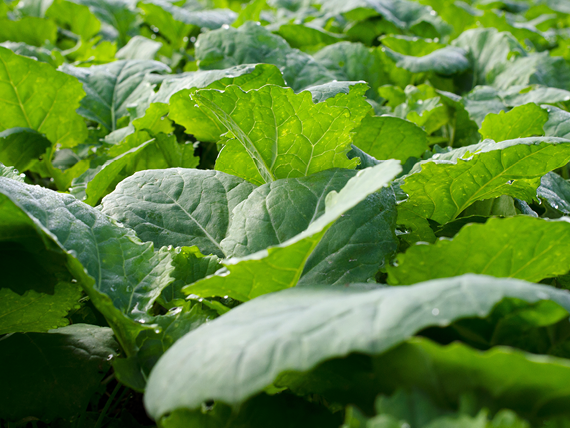 В компанії добрих людей