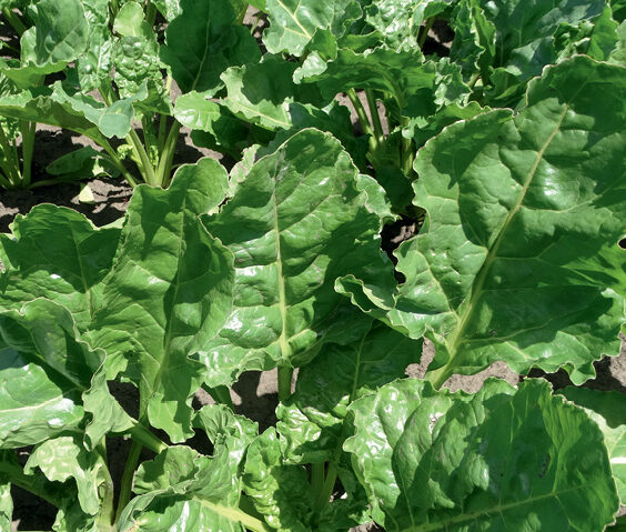 В компанії добрих людей