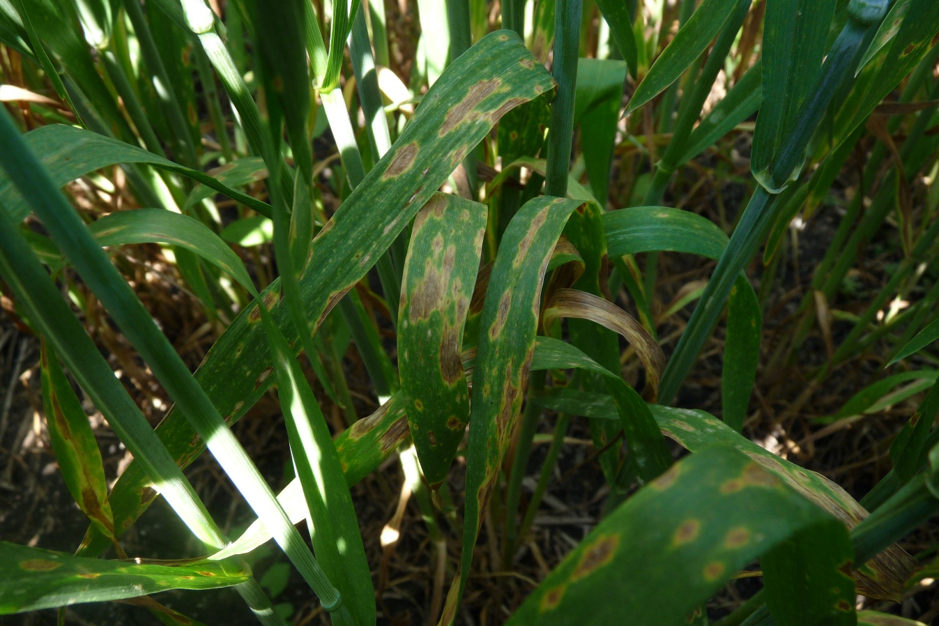 В компанії добрих людей