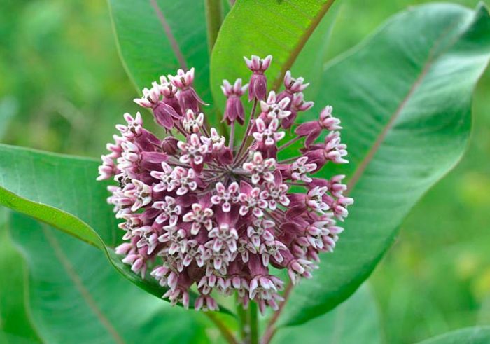 В компанії добрих людей